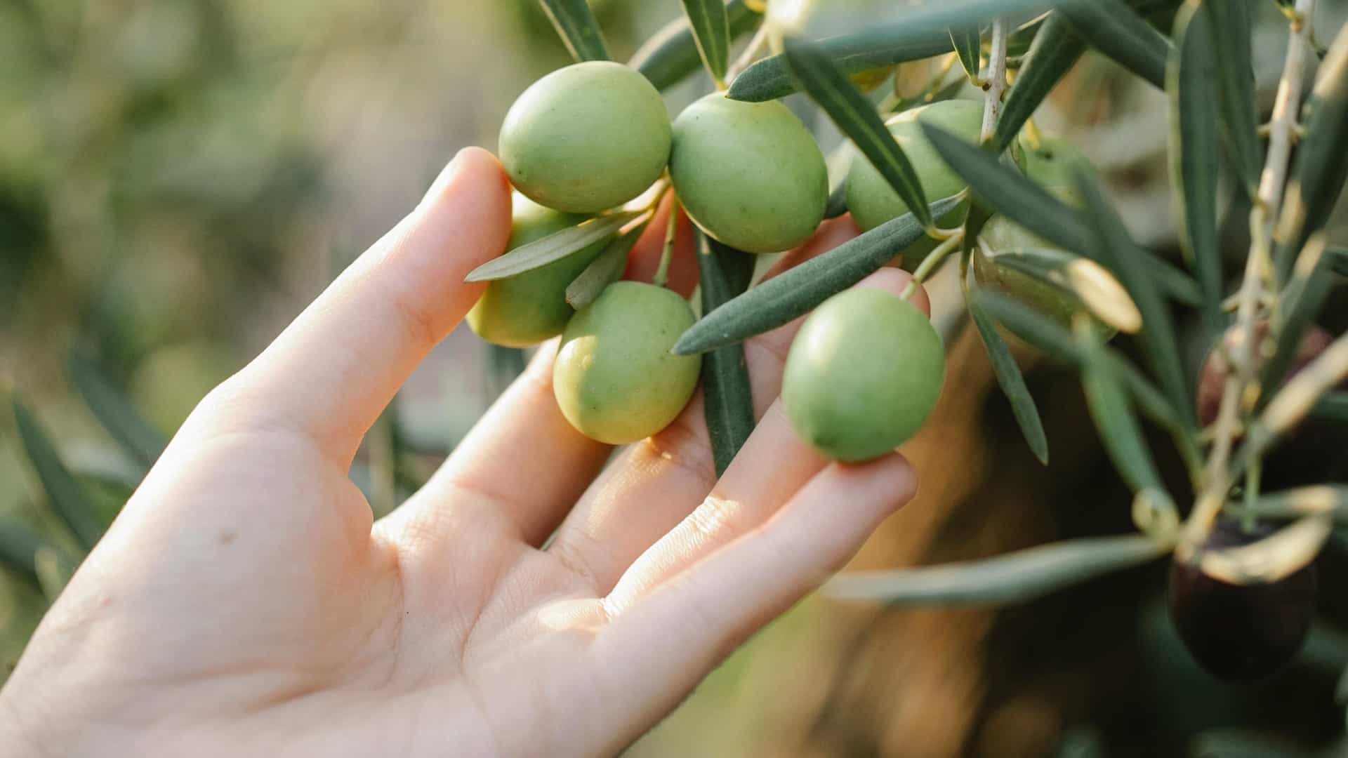 Huesos de aceituna