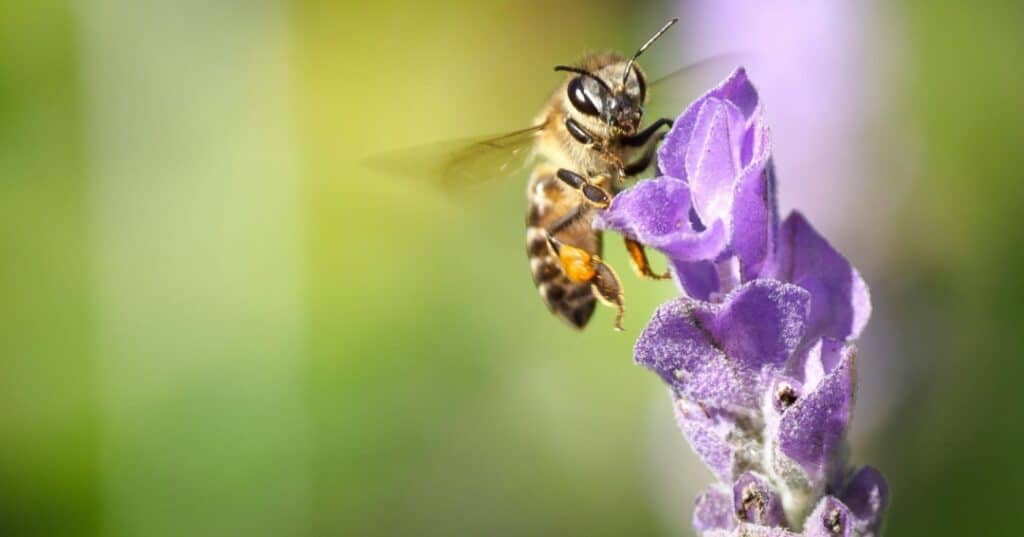 Veneno de las abejas