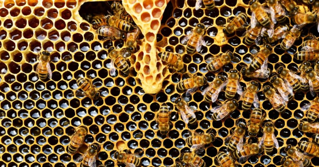 Veneno de las abejas