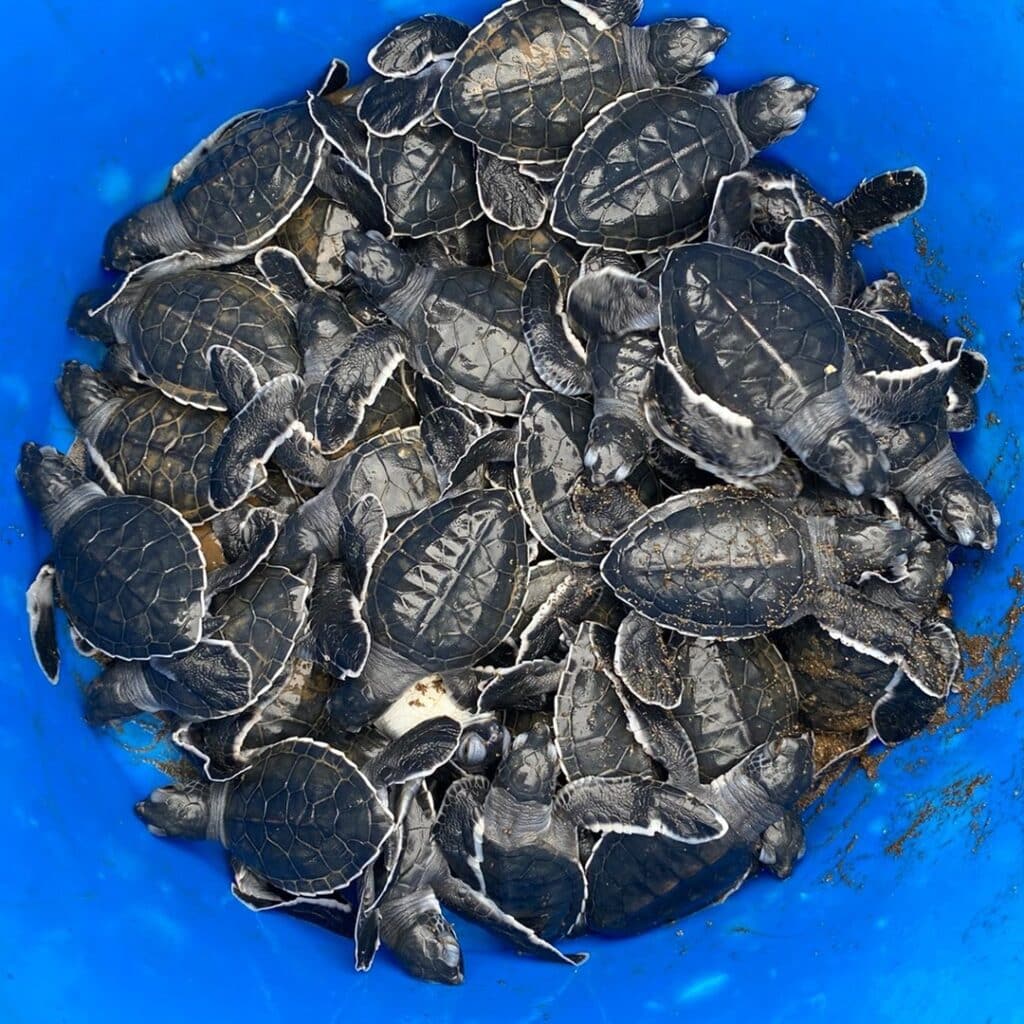 tortuga marina en Jaqué