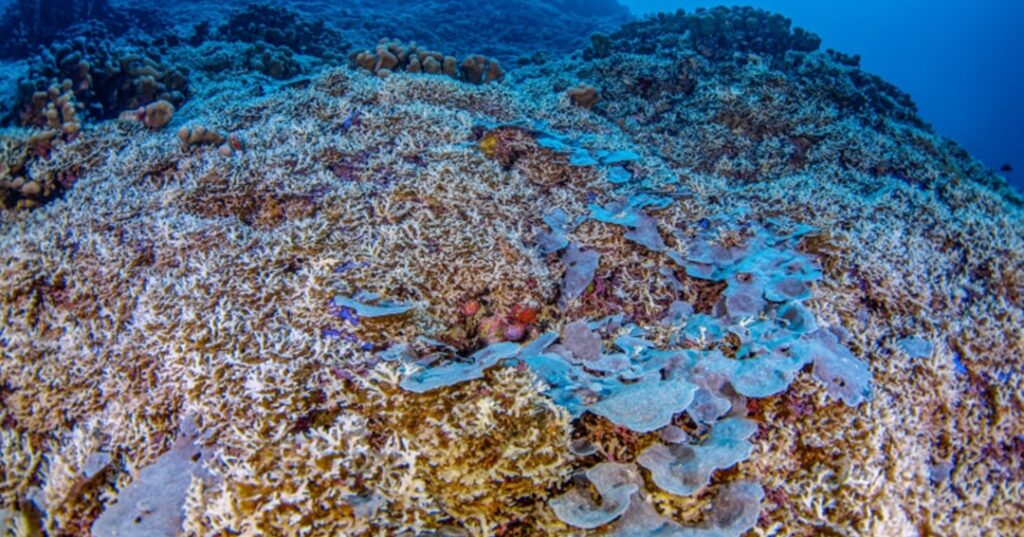 Coral más grande del mundo