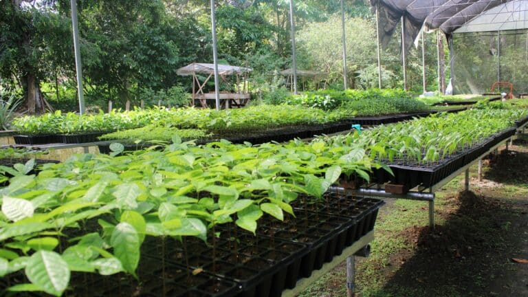 Vivero de Metetí