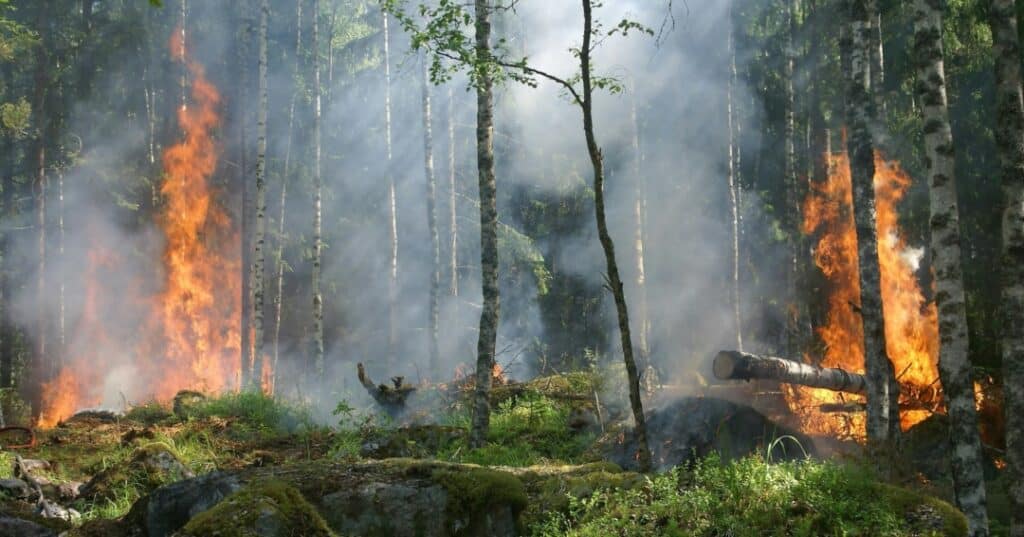 incendios forestales