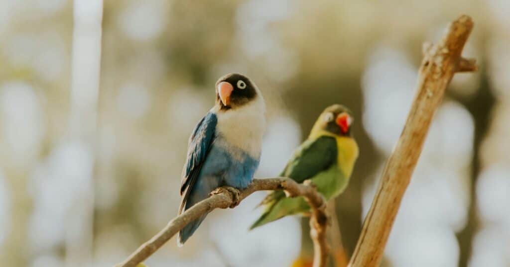 Premios de fotografía Audubon