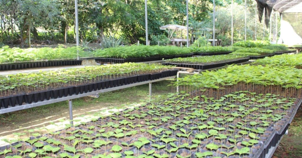 Vivero de Metetí