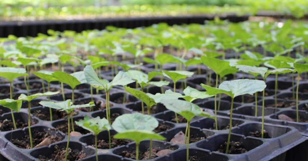 Vivero de Metetí