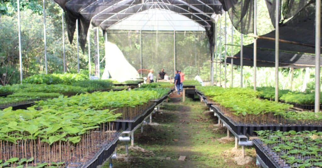 Vivero de Metetí