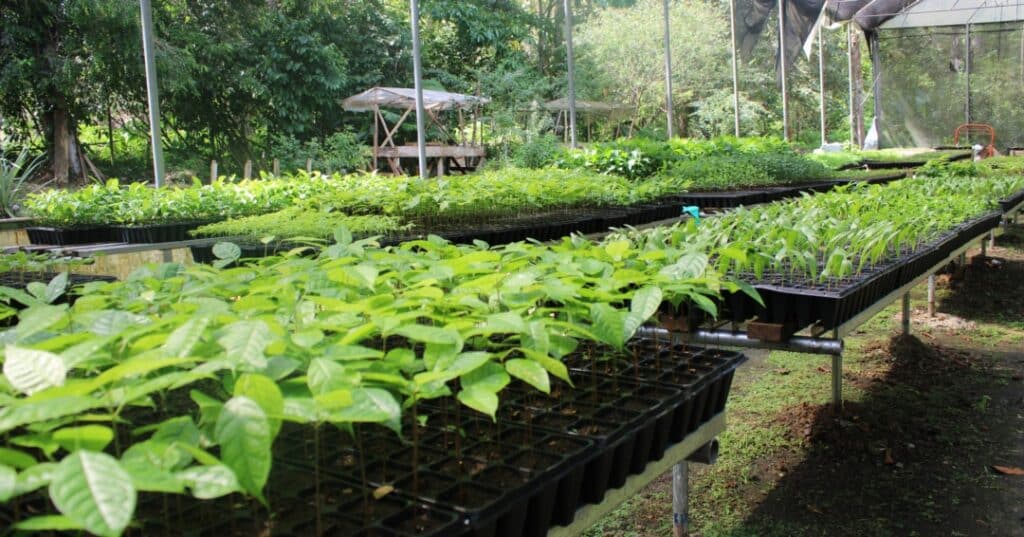 Vivero de Metetí
