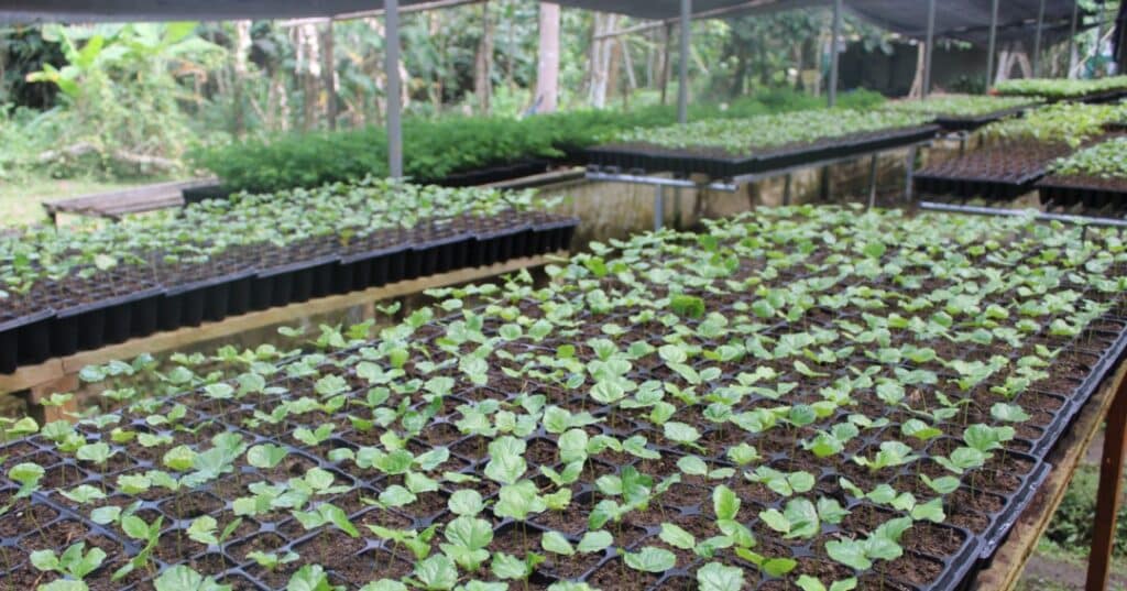 Vivero de Metetí