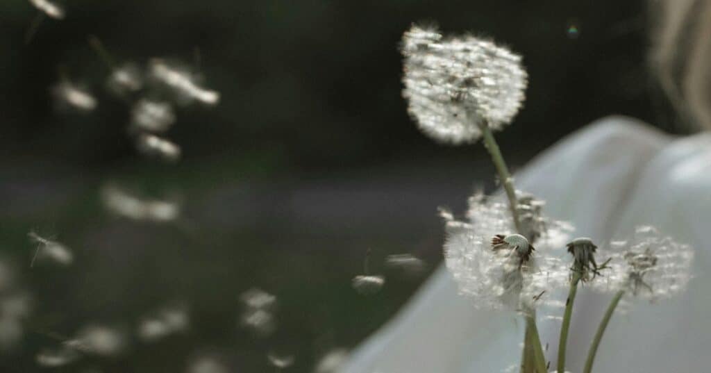 El poder de las flores