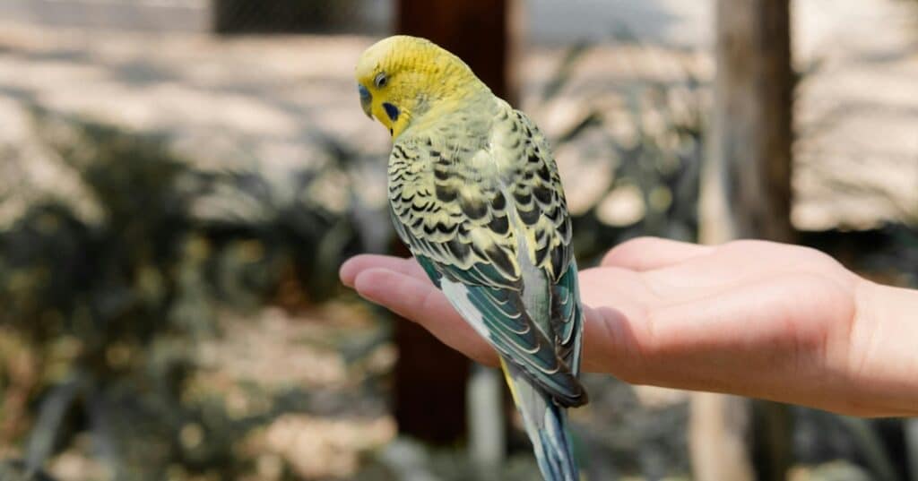 turismo ornitológico