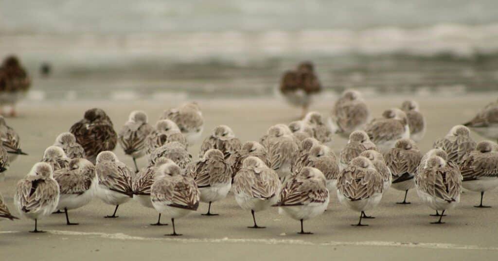 turismo ornitológico