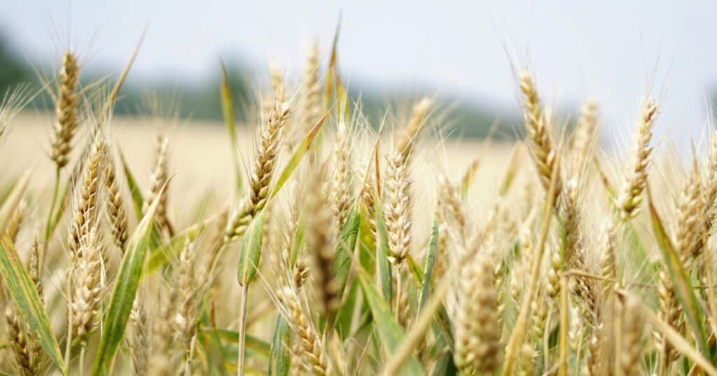 JORNADA CIENTÍFICA FRANCO PANAMEÑA