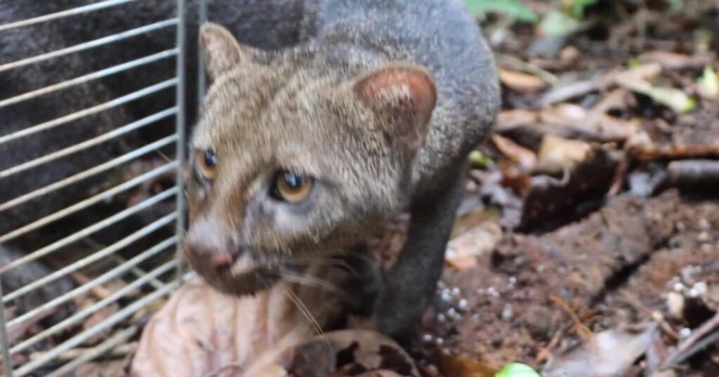 Felinos panameños