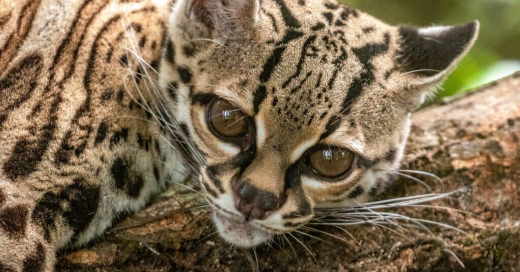 Felinos panameños