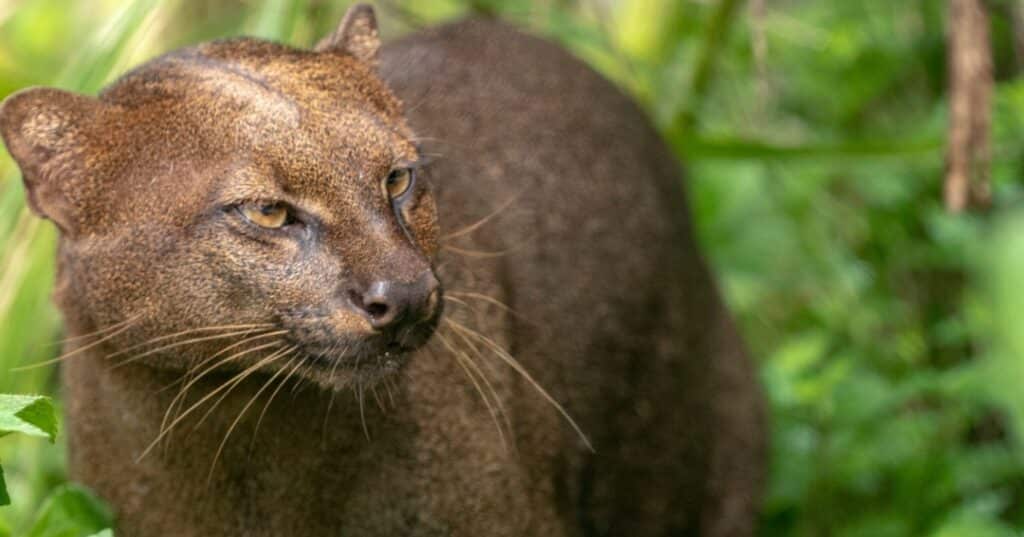 Felinos panameños