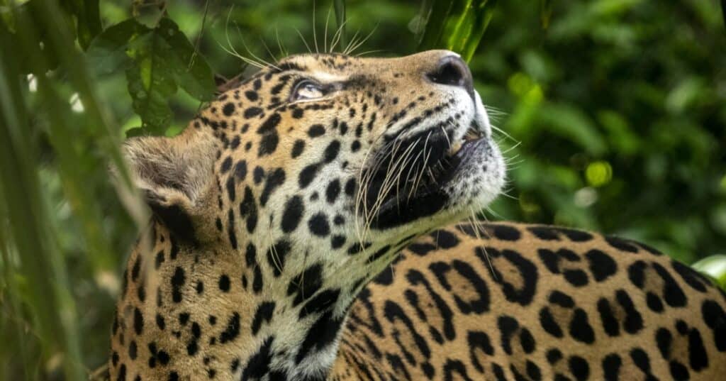 Felinos panameños