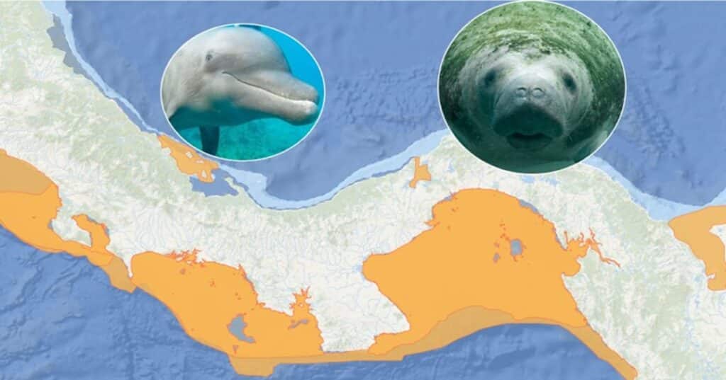 Immas en Panamá