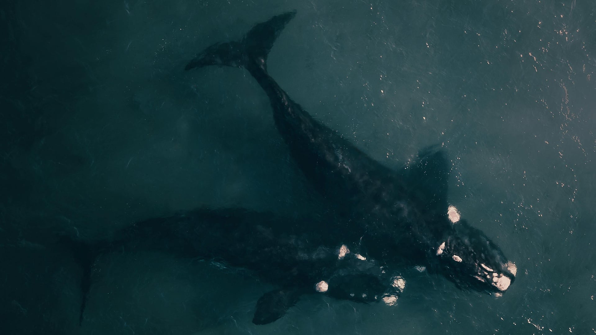 Cacería de ballenas cancelada