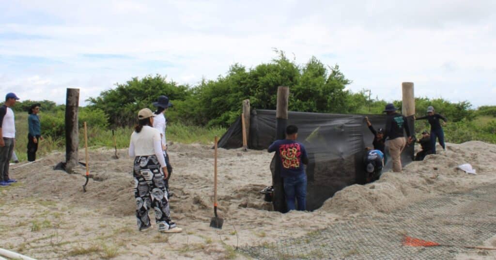 tortugas marinas en Punta Chame