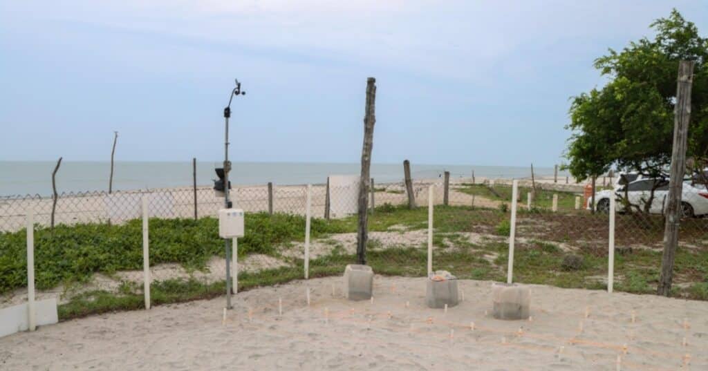 Campana proteccion de tortugas marinas 13