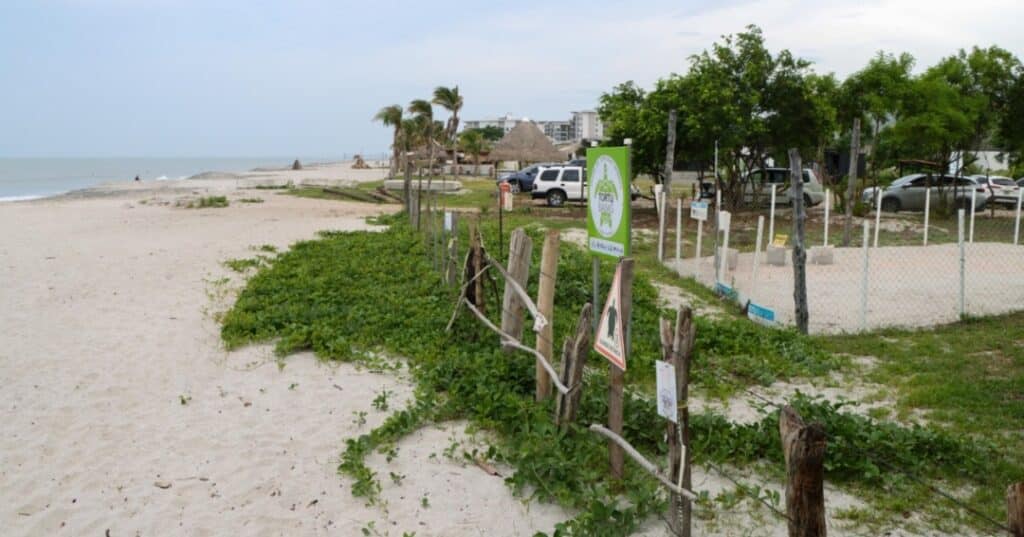 Campana proteccion de tortugas marinas 17
