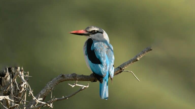Global Bird Fair