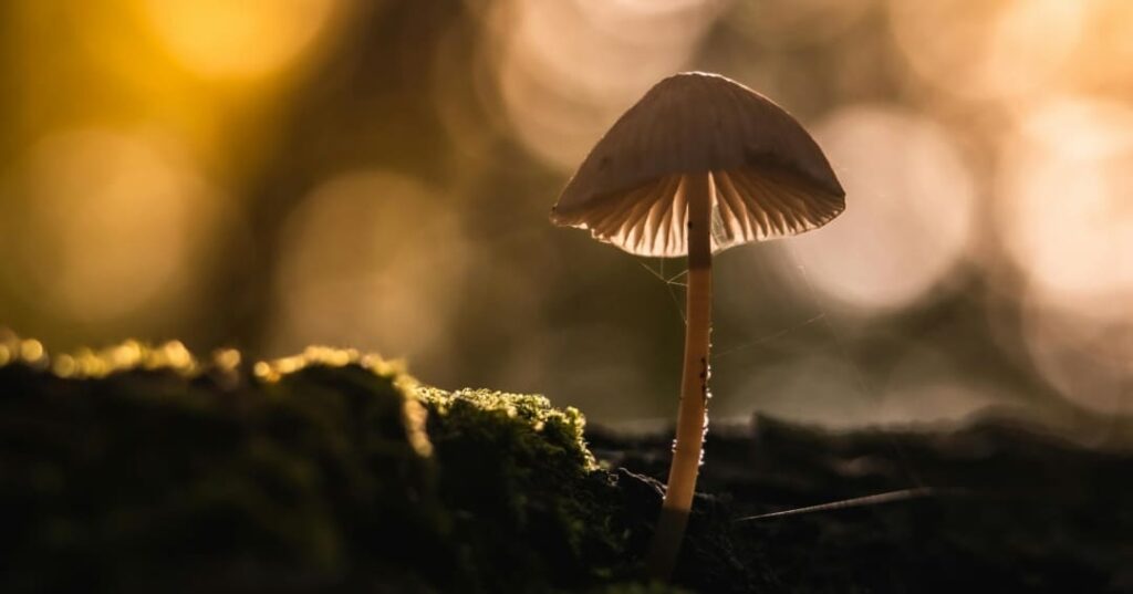 Micelio