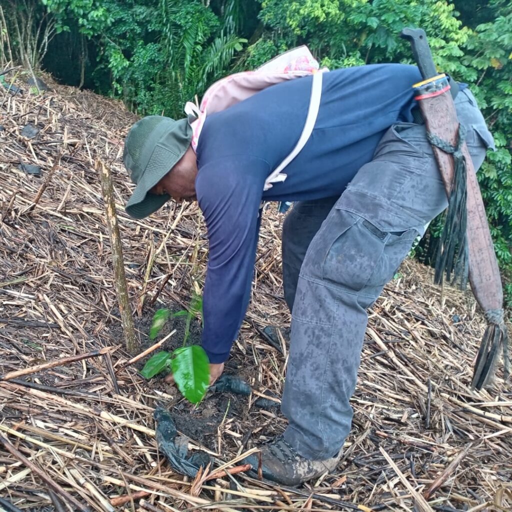 Reforestacion en Panama 10