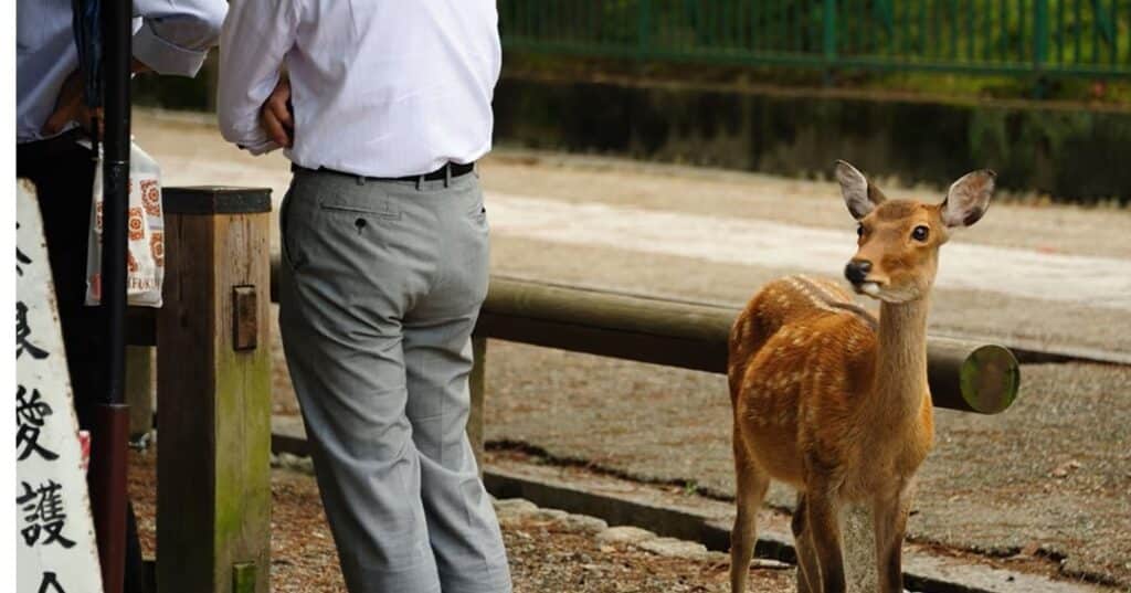 japanese barking train