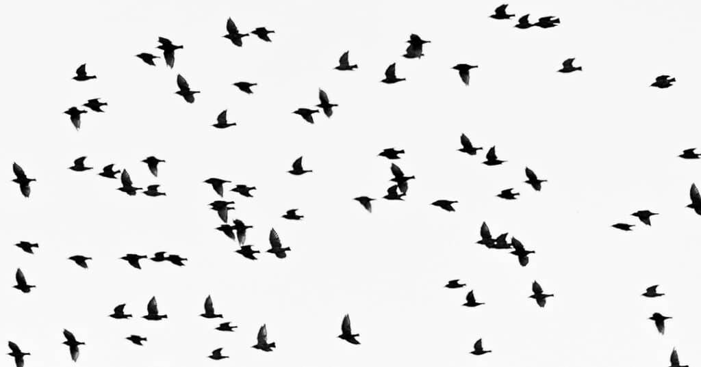 Global Bird Fair