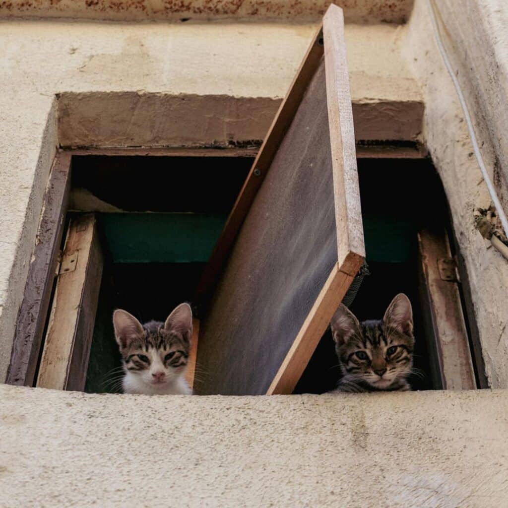 Orange Twins Rescue