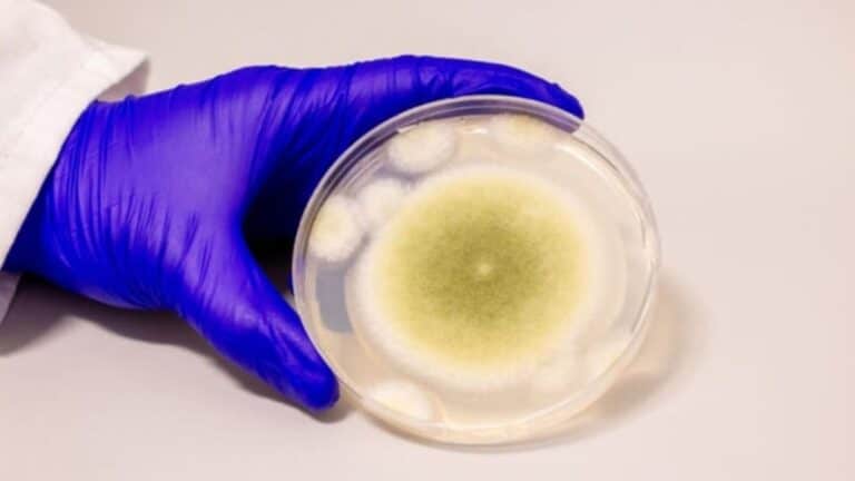 Aspergillus flavus