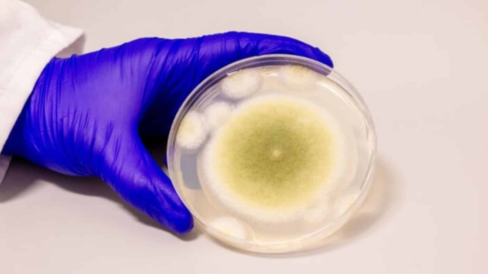Aspergillus flavus