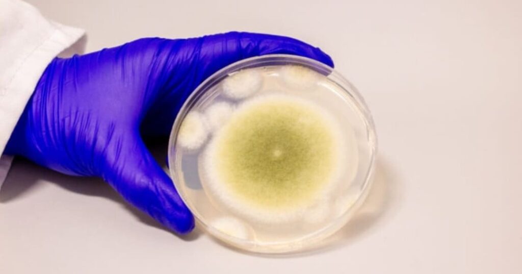 Aspergillus flavus