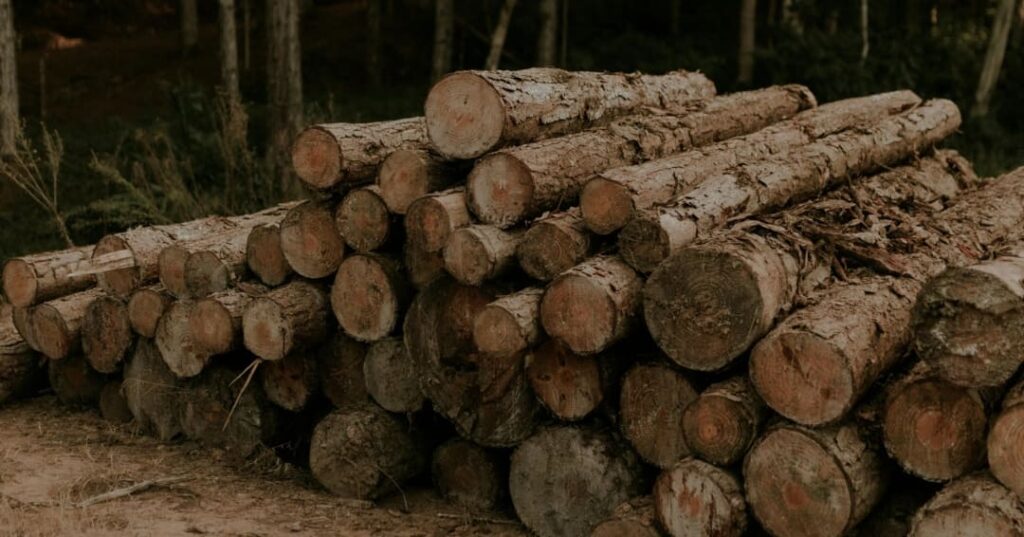 TFFF Fondo Bosques Tropicales para Siempre