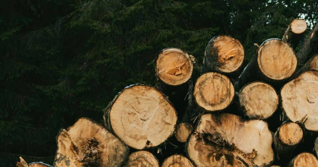 TFFF Fondo Bosques Tropicales para Siempre