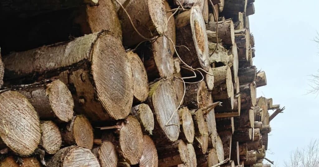 TFFF Fondo Bosques Tropicales para Siempre