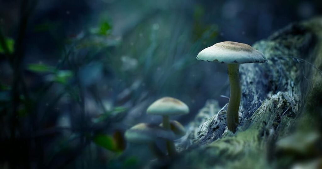 Aspergillus flavus