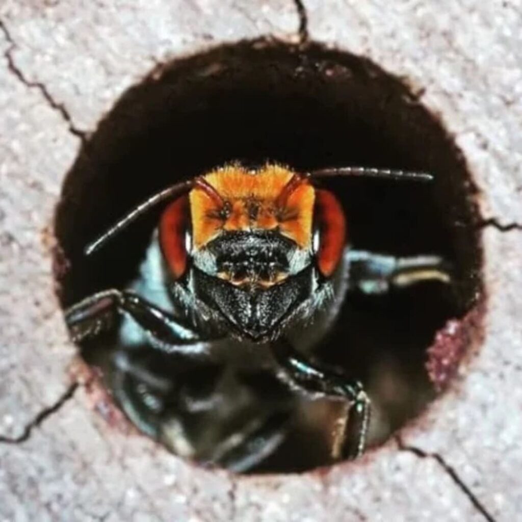 hoteles para abejas