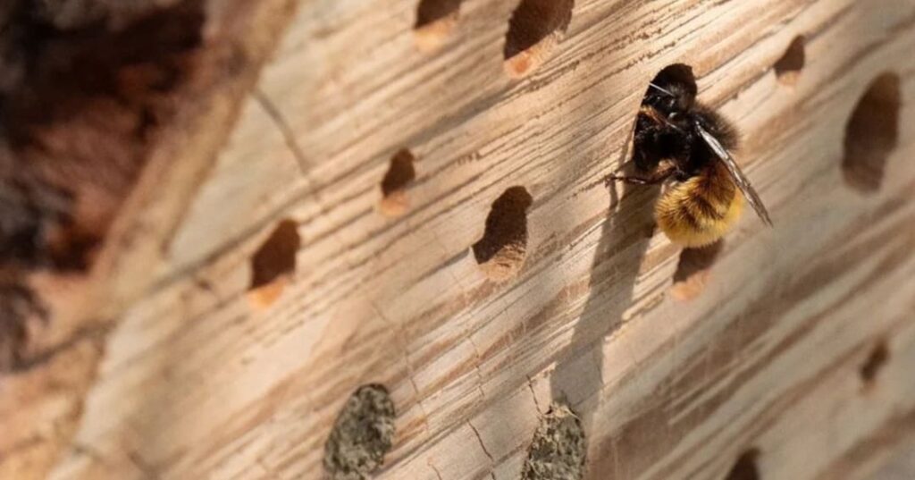hoteles para abejas