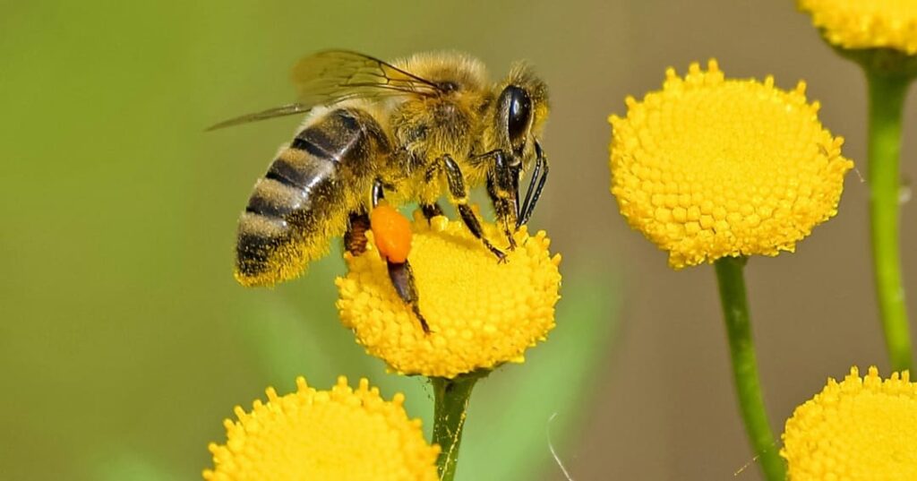 hoteles para abejas