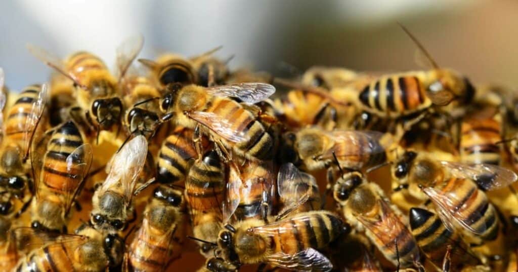 hoteles para abejas