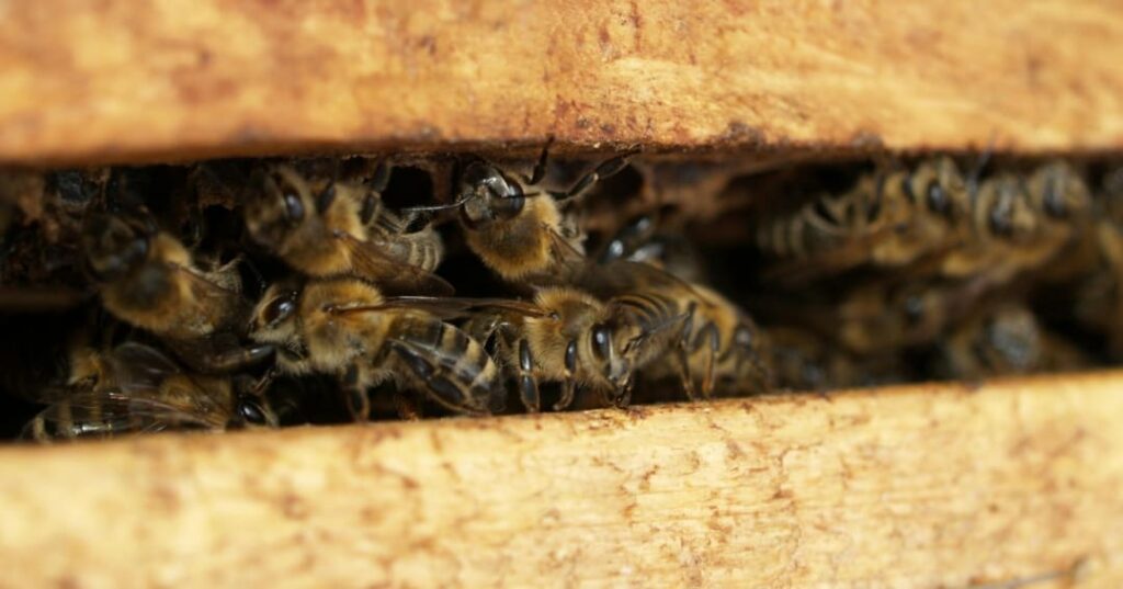 hoteles para abejas