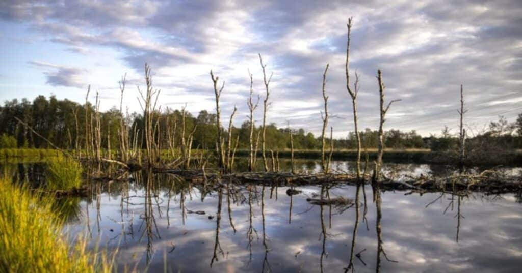 Indian Ridge Marsh