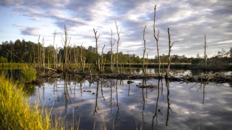 Indian Ridge Marsh