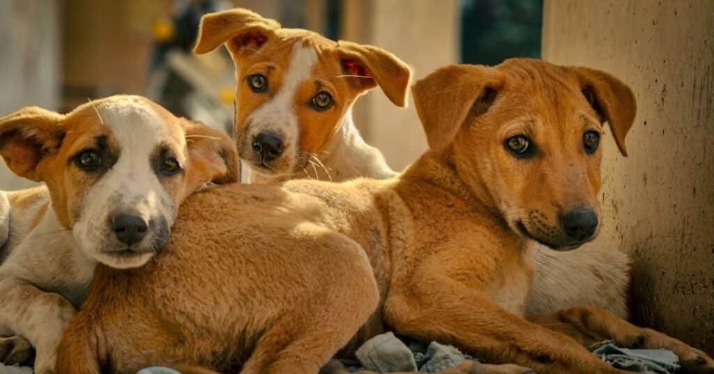 Perros callejeros en Países Bajos