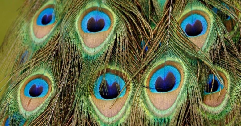 plumas de pavo real