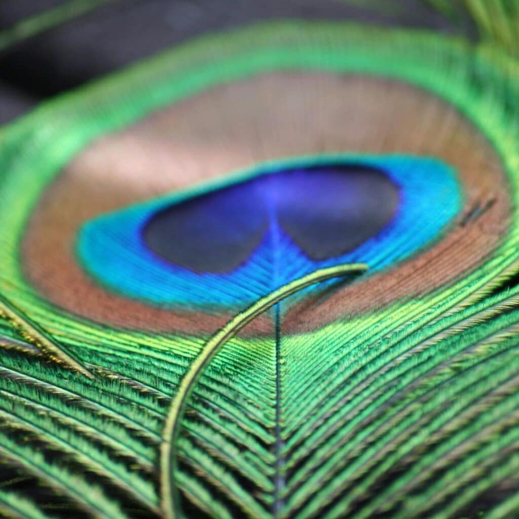plumas de pavo real