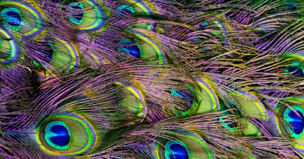 plumas de pavo real